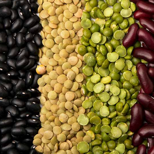Chickpea and Pulses