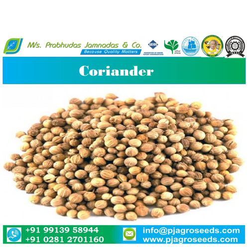 Coriander