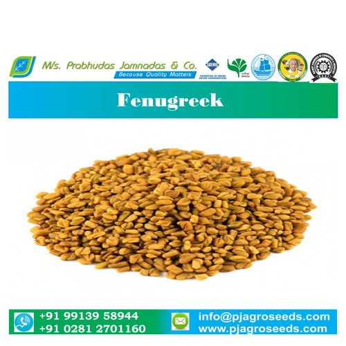 Fenugreek