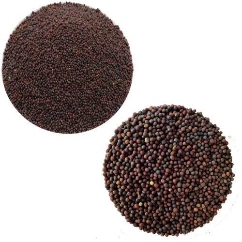 Black Mustard