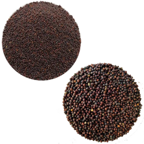 Black Mustard