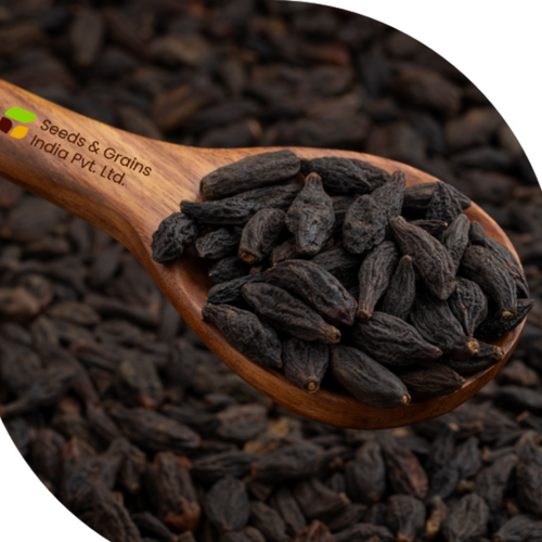 Zedoary Root
