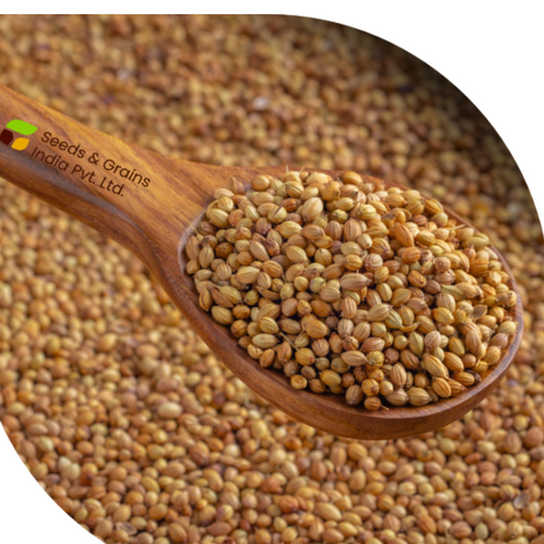 Cumin seeds