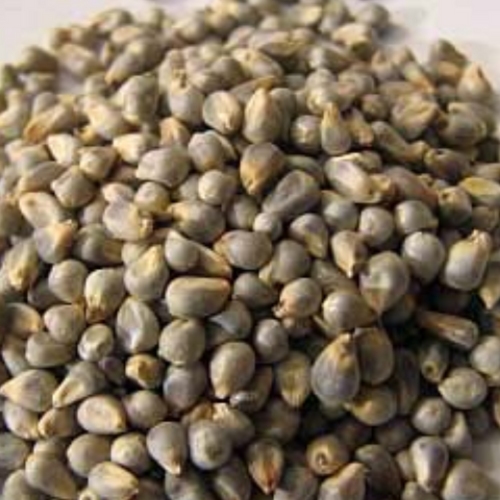 Pearl Millet