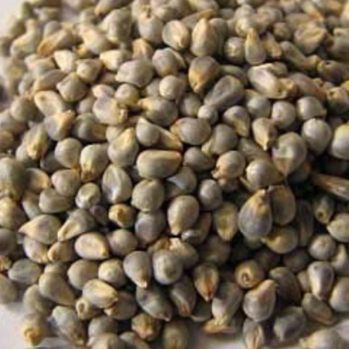 Pearl Millet