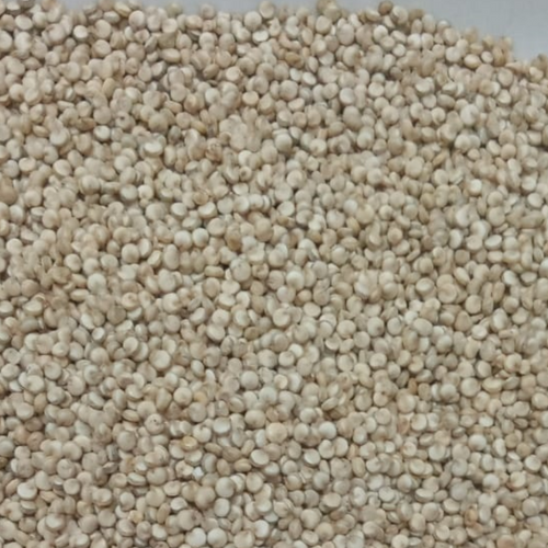 Quinoa