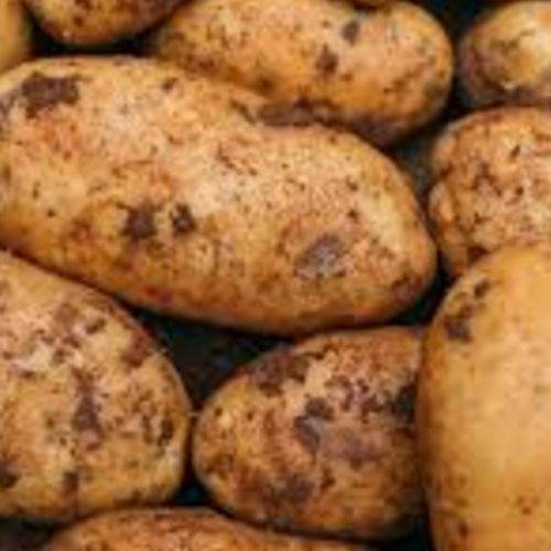 POTATO SEED