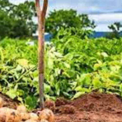 POTATO SEED