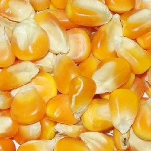 Corn