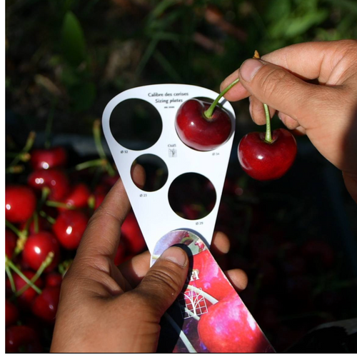 Cherry dried