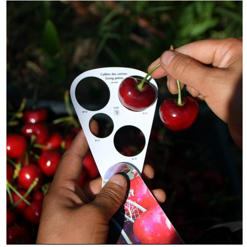Cherry