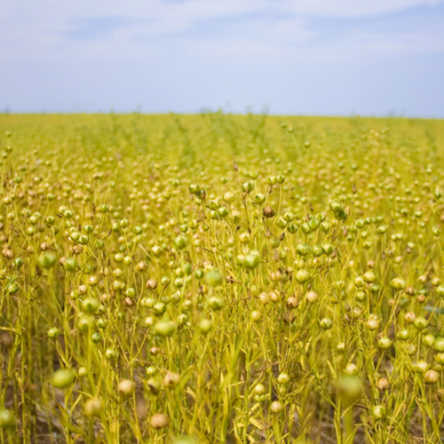 Cold pressed flaxseed oil