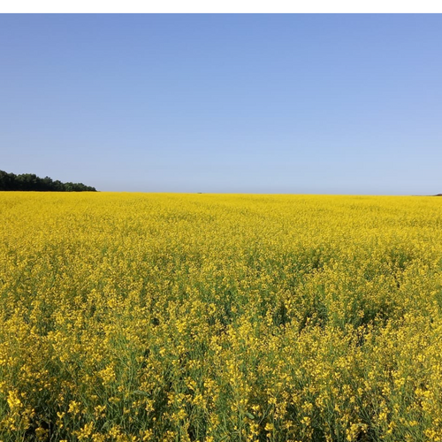 Black mustard seeds