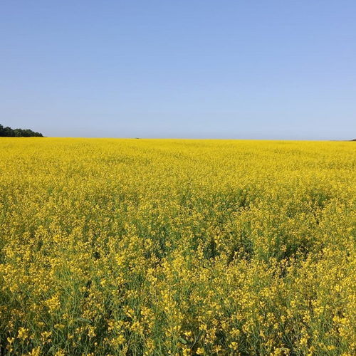Black mustard seeds