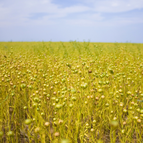 Flax seeds