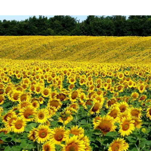 Sunflower oil refined deodorized frozen premium grade!