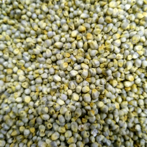 GREEN MILLET