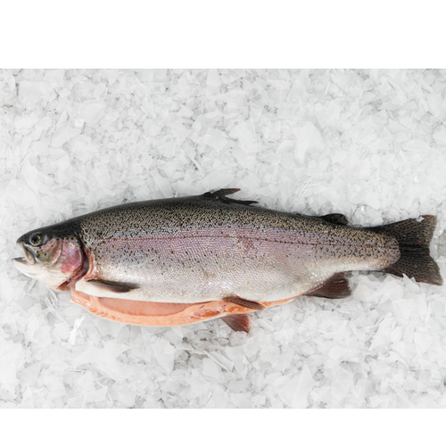 Rainbow Trout