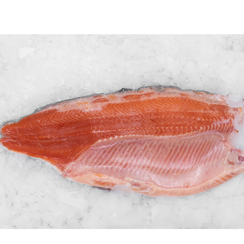 Rainbow Trout