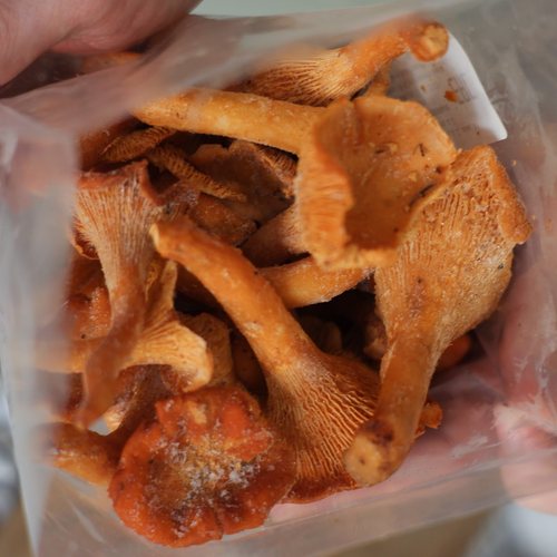 Chanterelles