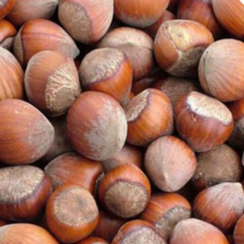 Hazelnut in shell