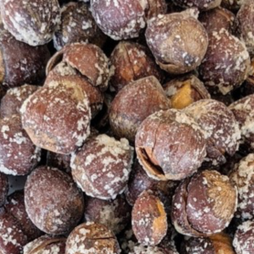 Roasted Salted Hazelnuts in Shell