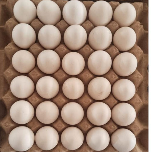 Fresh Eggs
