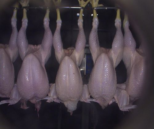 Precision in Poultry processing
