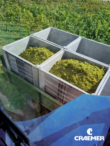 Winemaker upholds wine tradition with Craemer CB3 High pallet box
