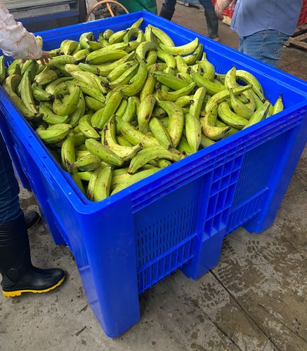 Ideal for bananas – the SB3 pallet box from Craemer