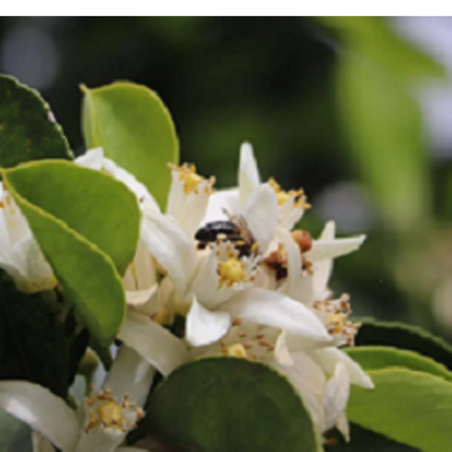 ESSENTIAL OILS, FLORAL WATERS & VEGETABLE OILS