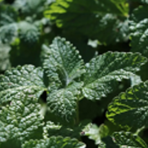 BOTANICALS, SPICES, HERBAL TEAS, STEAM STERILIZED