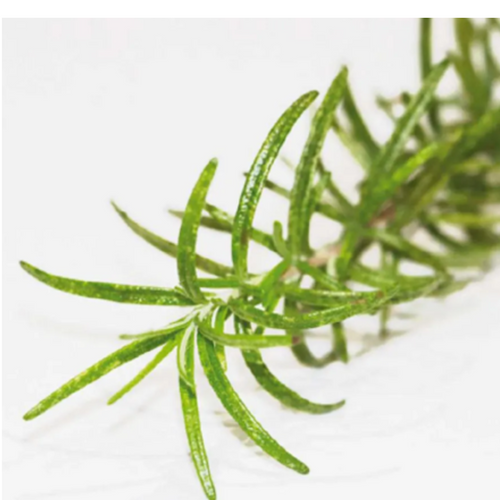 Rosemary Antioxidant - SANTIOX™
