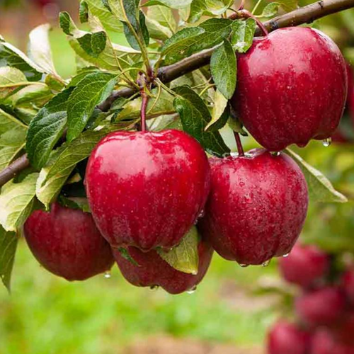 Apple puree concentrate 30 bx
