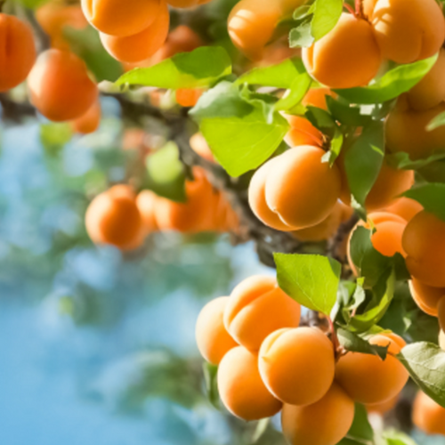 Apricot Puree concentrate 30 bx