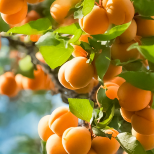Apricot Juice Concentrate