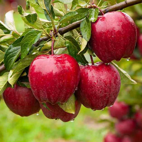 Apple Puree 10 bx
