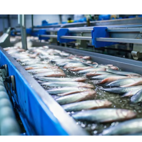 Turnkey Seafood Processing Solutions