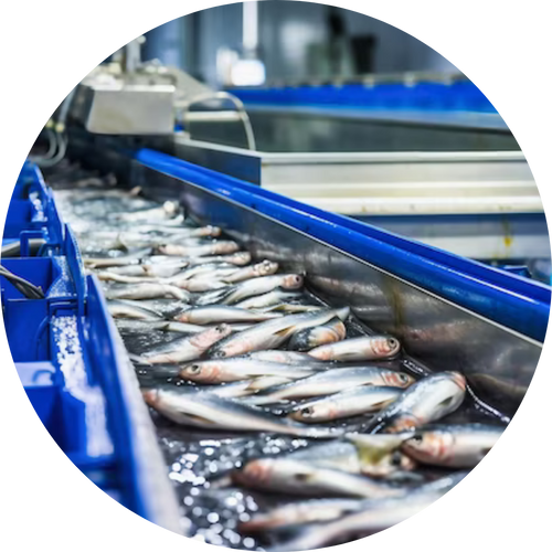 Seafood Processing Solutions