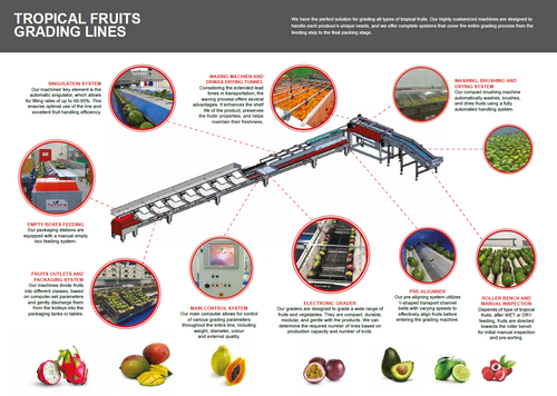 TROPICAL FRUIT GRADING LINE