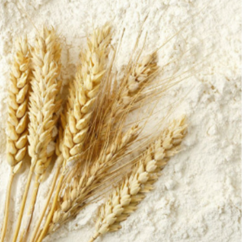 Pregelatinized Wheat Flour
