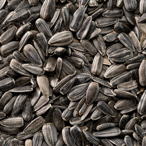 Sunflower Seeds