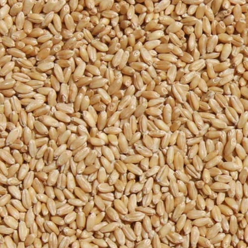 Durum Wheat