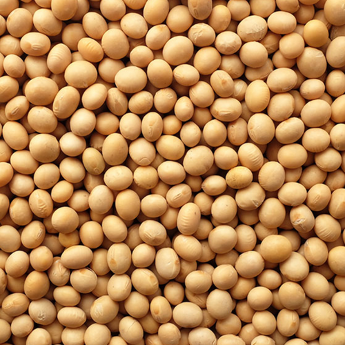 Soybean