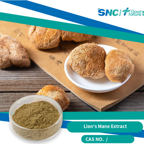Lion's Mane Mushroom Extract