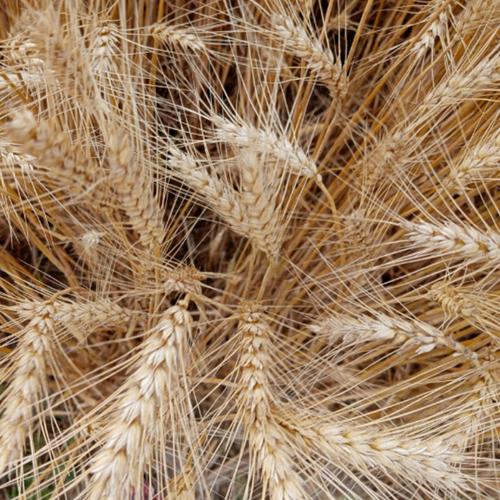 Vital Wheat Gluten