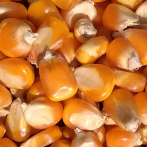 #1 Quality Corn (Machine Clean)