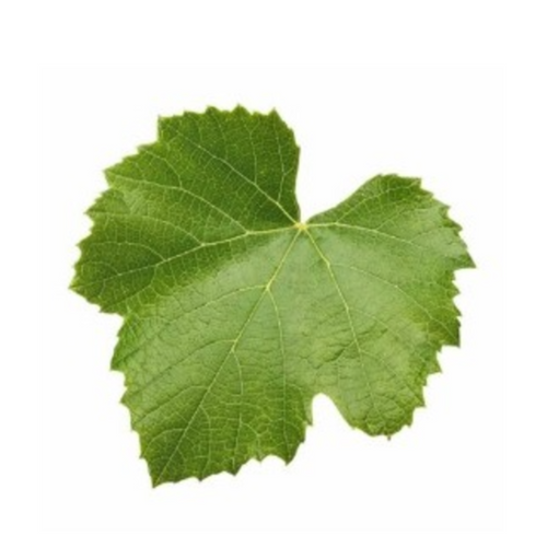 Vine Leaves