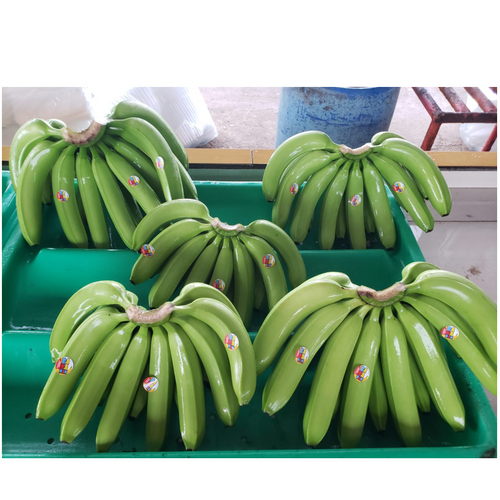 Bananas