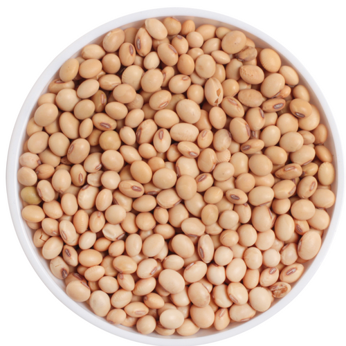SOYBEAN